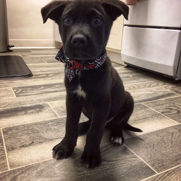 Assistant - Picture 1 of 1